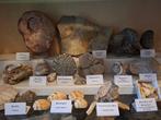 Ancienne collection de fossiles de plus de 25 pièces. -, Verzamelen, Mineralen en Fossielen