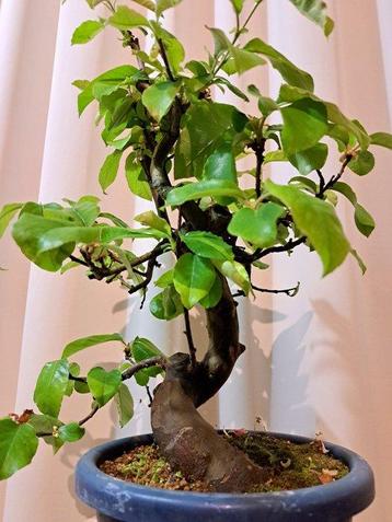 Pseudocydonia bonsai (coing) - Hauteur (arbre) : 40 cm -