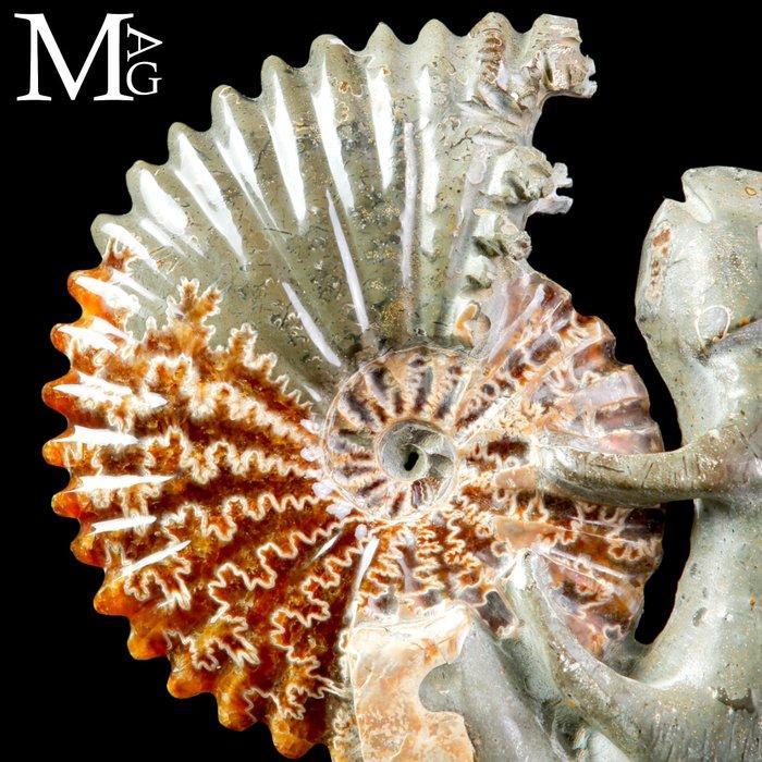 Fossil Sculpture Uitgehouwen Cleoniceras ammoniet met iguana, Verzamelen, Mineralen en Fossielen