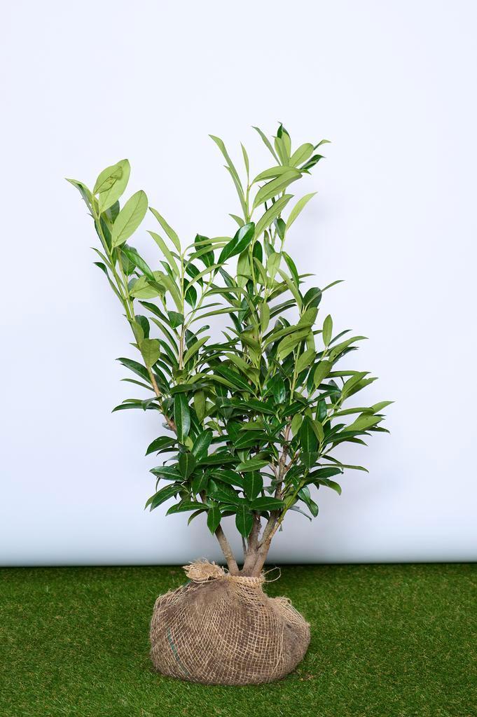 Laurier - Prunus Laurocerasus Caucasica - 60 t/m 200cm, Tuin en Terras, Planten | Struiken en Hagen, Ophalen of Verzenden