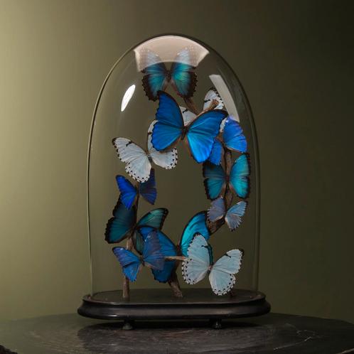 Morpho Vlinders in Antieke Stolp, Collections, Collections Animaux, Enlèvement ou Envoi