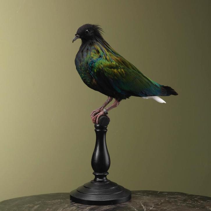 Manenduif Taxidermie Opgezette Dieren By Max, Collections, Collections Animaux, Enlèvement ou Envoi