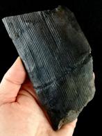 Fossiele stam met uitzonderlijke bewaring!! -