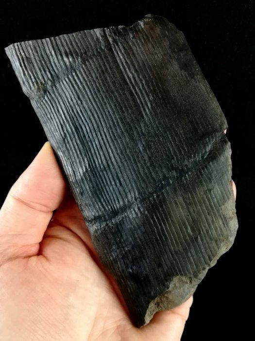 Fossiele stam met uitzonderlijke bewaring!! -, Collections, Minéraux & Fossiles