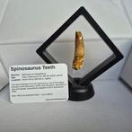 Dinosaurus Tand - Spinosaurus Aegyptiacus - 10 mm - 10 mm -