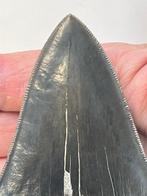 Megalodon - Fossiele tand - 11.5 cm, Verzamelen