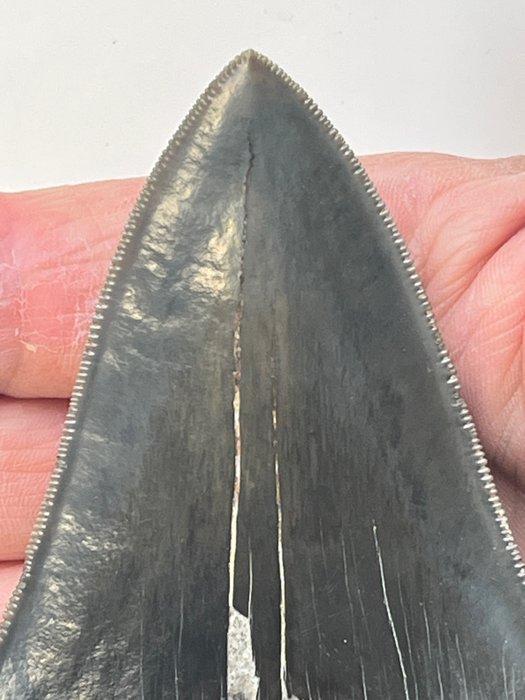 Megalodon - Fossiele tand - 11.5 cm, Verzamelen, Mineralen en Fossielen
