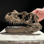 Een replica van een dinosaurusschedel - Museumkwaliteit -