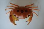 Crabe Squelette - Carpilius Maculatos Big Female - 7 cm - 26, Nieuw