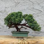 Bonsaï Genévrier (Juniperus) - Hauteur (arbre) : 18 cm -