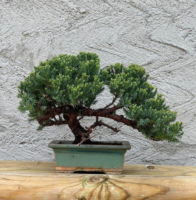 Bonsaï Genévrier (Juniperus) - Hauteur (arbre) : 18 cm -, Antiquités & Art, Curiosités & Brocante