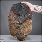 Fossiele zeelilie – crinoïde Indrukwekkend tijdsgetuigenis, Verzamelen, Mineralen en Fossielen