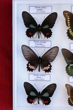 Papillon Support de corps entier pour taxidermie - Battus, Collections