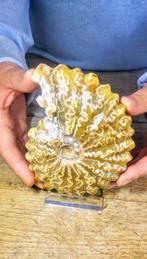 Grand ammonite fossile nautilus - Squelette fossile -, Verzamelen, Nieuw
