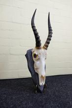 Blesbok Schedel - Damaliscus pygargus phillipsi - 0 cm - 0, Collections, Collections Animaux