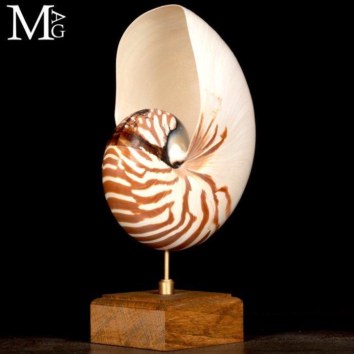 Nautilus op houten basis Zeeschelp - Nautilus Pompilius, Antiek en Kunst, Curiosa en Brocante