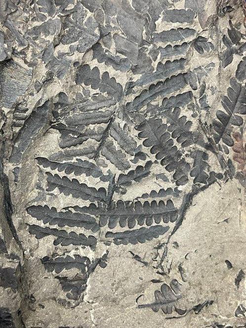 Une charmante matrice géante avec des fossiles de plantes en, Verzamelen, Mineralen en Fossielen