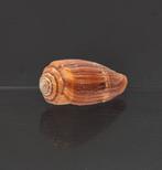 Scarlet Cone  ***ZONDER MINIMUMPRIJS*** Taxidermie