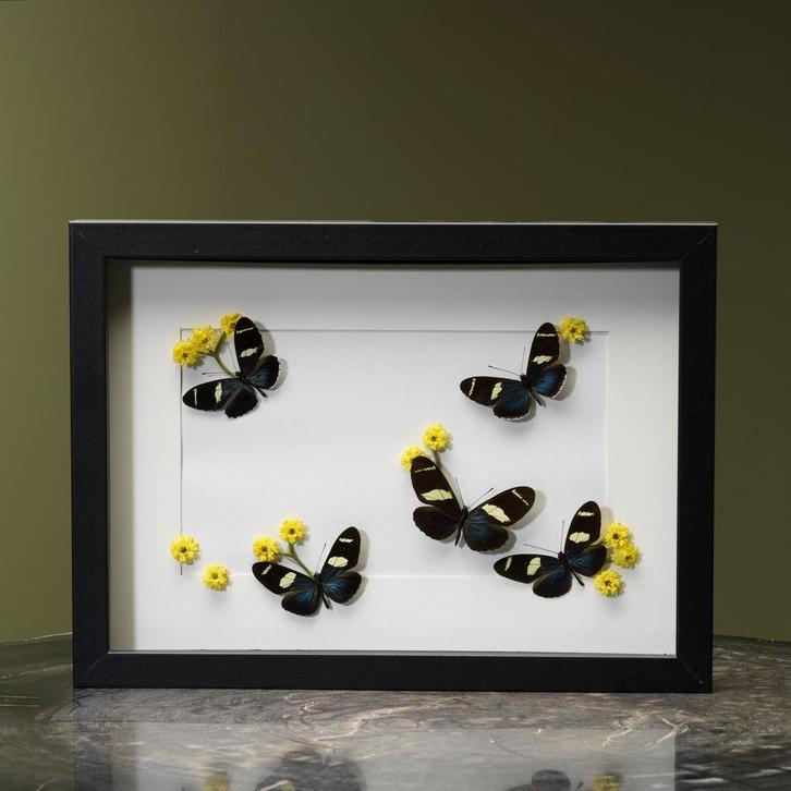 Vlinders in Lijst Taxidermie Opgezette Dieren By Max, Verzamelen, Dierenverzamelingen, Opgezet dier, Nieuw, Insect, Ophalen of Verzenden