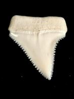 Grand requin blanc Support de corps entier pour taxidermie -