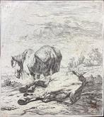 Karel Dujardin (c.1626-1678) - Due vecchi cavalli -