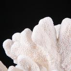 Merveilleuse branche de corail blanc - Stylophora -, Nieuw