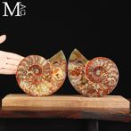 Prehistorische elegantie: Cleoniceras Sezionata -, Verzamelen