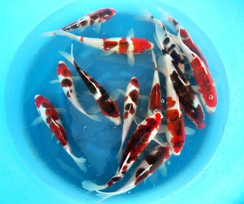 Hirasawa Marusei 28-35cm (Japanse Koi), Tuin en Terras, Vijvers, Nieuw, Ophalen of Verzenden