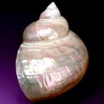 Conchiglia Turbo Imperialis Natuurlijke parelmoerzeeschelpen
