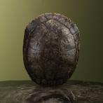 Schildpad Schild Taxidermie Opgezette Dieren By Max, Verzamelen, Ophalen of Verzenden, Nieuw, Reptiel of Amfibie, Opgezet dier