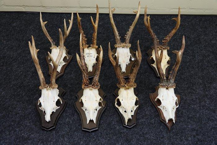 XXL Roebuck Schedel - Capreolus capreolus - 0 cm - 0 cm - 0, Verzamelen, Dierenverzamelingen