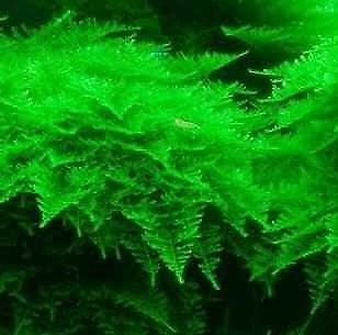 Christmas moss  / Vesicularia Montagnei in Cup, aquariummos, Animaux & Accessoires, Poissons | Aquariums & Accessoires, Envoi