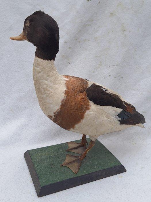 Eend Taxidermie volledige montage - Tadorna tadorna - 35 cm, Verzamelen, Dierenverzamelingen