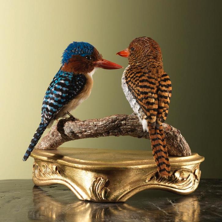 Zebra-IJsvogel Koppel Taxidermie Opgezette Dieren By Max, Collections, Collections Animaux, Enlèvement ou Envoi