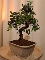 Chinese iep bonsai (Ulmus parviflora) - Hoogte (boom): 22 cm