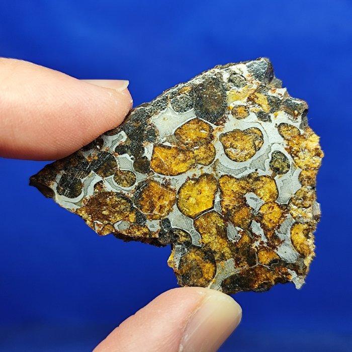 Heel mooie PALLASITE Slice. SERICHO (Kenia, 2016) Zonder, Verzamelen, Mineralen en Fossielen