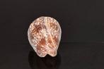 Zeeslak  GEM  Skelet - Conus amadis - der Nachtjäger  - 0