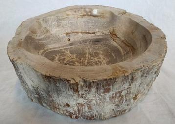 Bois fossile - Bois fossilisé - Dipterocarpus sp. - 12.5 cm