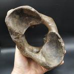 Wolharige neushoorn - Fossiel wervelbot - Coelodonta, Collections