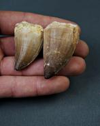 Verzameling mosasaurus-tanden - Fossiele tand - Mosasaurus, Verzamelen