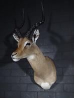 Impala Support mural pour taxidermie - Aepyceros melampus -, Verzamelen, Dierenverzamelingen, Nieuw