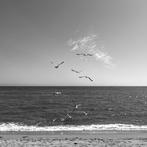 Gilles Galas - Birds