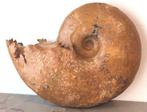 Grote ammoniet van 29 cm met zijn sutuurlijnen -, Verzamelen, Mineralen en Fossielen