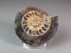Gedeeld Ammoite Metalegoceras - Gefossiliseerde schelp -, Verzamelen, Mineralen en Fossielen