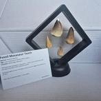 Dinosaurus Tand - Mosasaurus - 11 cm - 5 cm - 11 cm - (4), Verzamelen, Dierenverzamelingen, Nieuw