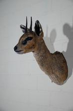 Klipspringer Taxidermie wandmontage - Oreotragus oreotragus