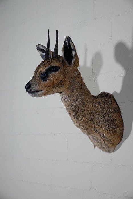 Klipspringer Taxidermie wandmontage - Oreotragus oreotragus, Antiek en Kunst, Curiosa en Brocante