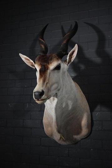 Antilope africaine Crâne - Common Eland - Taurotragus oryx -