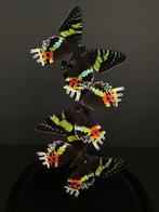Madagascan Moon Moth Support de corps entier pour taxidermie, Nieuw