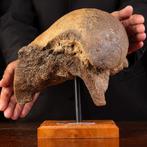 Wolharige mammoet - Fossiel dijbeen - Mammuthus primigenius, Verzamelen, Mineralen en Fossielen